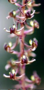 Liparis formosanum var. hachijoensis