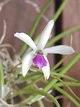 Leptotes spec.