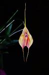 Masdevallia Marguerite