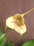 Masdevallia wubbenii