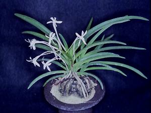 Neofinetia falcata