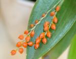 Pleurothallis truncata