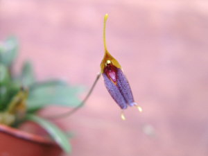 Porroglossum dalstroemii