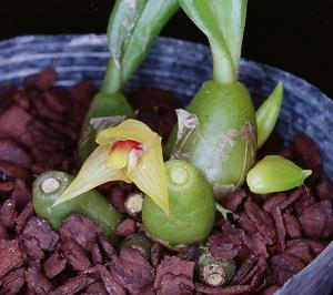 Trias nasuta(invoice)