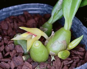 Trias nasuta(invoice)