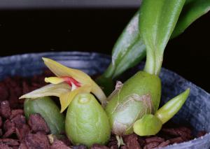 Trias nasuta(invoice)