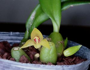 Trias nasuta(invoice)