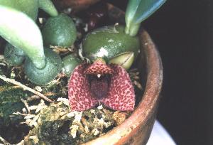 Trias picta(invoice)