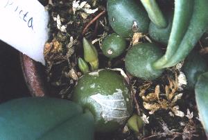 Trias picta(invoice)