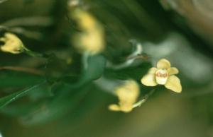 Thrixspermum japonicum