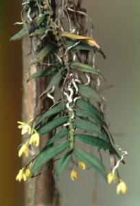 Thrixspermum japonicum