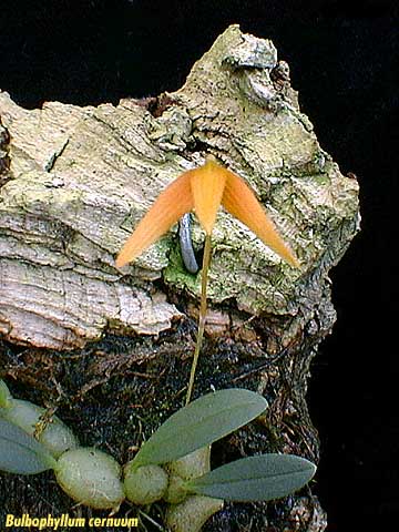 Bulbophyllum cernuum