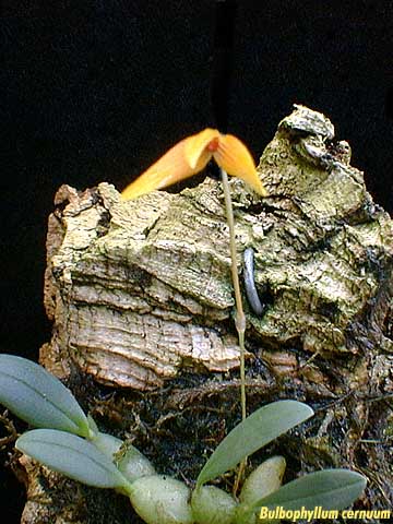Bulbophyllum cernuum