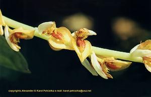 Bulb_elassonotum.jpg