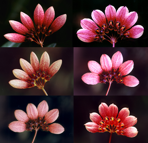 Bulb_lepidum-variations.jpg