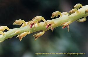 Bulb_sp.nearspadiciflorum.jpg