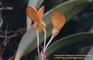 Bulb_spathulatum.jpg