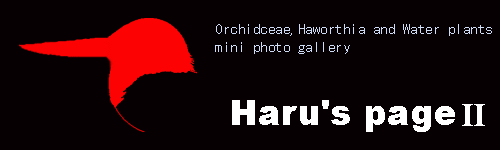 HARU'S PAGE