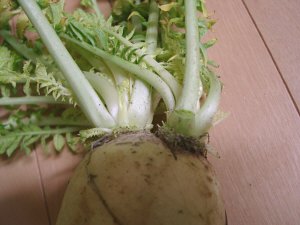 daikon02.jpg