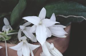 Aerangis fustuosa