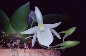 Aerangis leonis