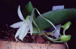 Aerangis leonis