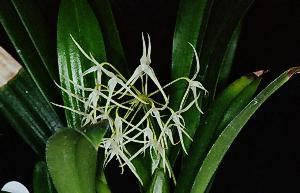 Bulbophyllum spec.