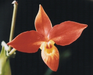 Phragmipedium besseae