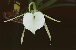 Brassavola nodasa