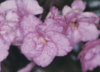 �`�F���[�X�p�[�N���Y