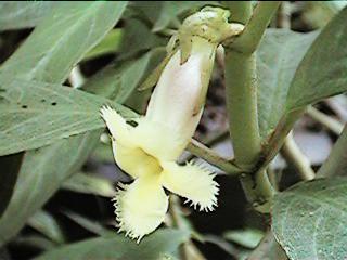 Drymonia stenophylla
