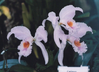 C.gaskelliana