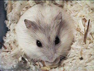 �W���W���[�N