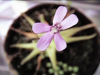 P.gypsicola