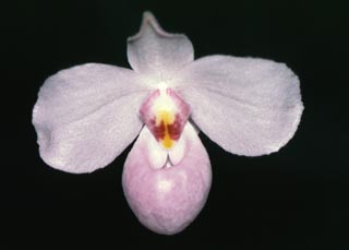 Paph.delenatii