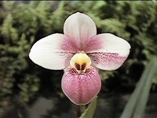 Phragmipedium schulimii