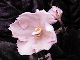 �v���C�t���h���[�}�[