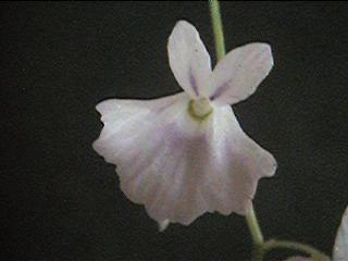 U.sandersonii