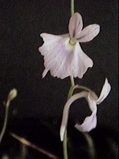 U.sandersonii