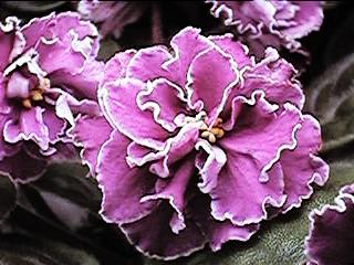 �T���V�b�Y��