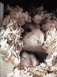 ���т���1