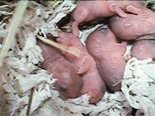 ���т���3