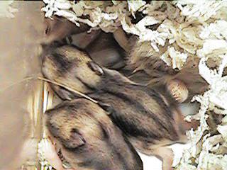 ���т���5