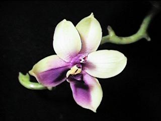 Phal.violacea