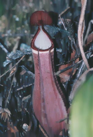 N. albo-marginata RED TYPE