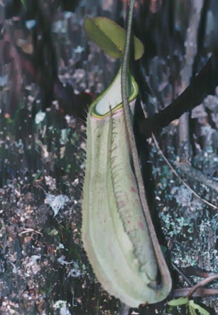 N. albo-marginata GREEN TYPE