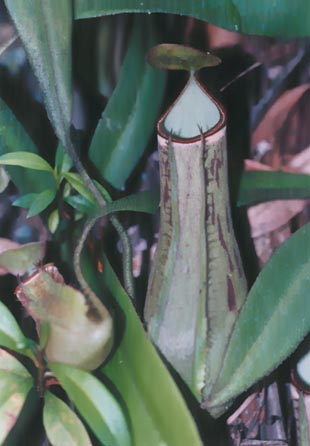 N. albo-marginata