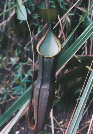 N. sanguinea BLACK TYPE