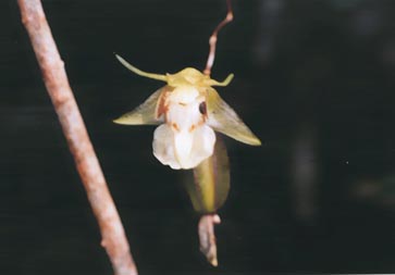 Coelogyne #1