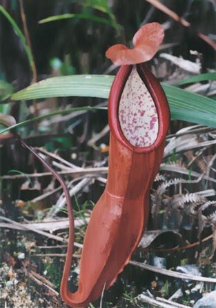 N. sanguinea